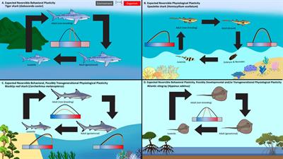 Sharks and their relatives: can their past help predict their future?